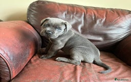 Cane Corso dogs for sale: Male cane corso - Image 1