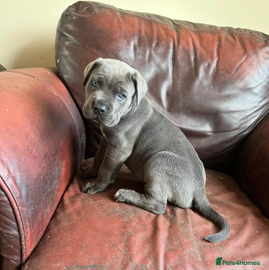 Cane Corso dogs for sale: Male cane corso - Image 1