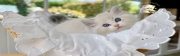 Ragdoll cats for sale: READY TO GO 1 left  (£900) available(TIMEWASTERS)  - Advert 29