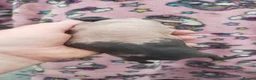 Guinea Pig rodents for sale: New Skinny Pigs Males and Females available now - Advert 5