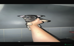 Chihuahua dogs for sale: One boy made it  - Image 3