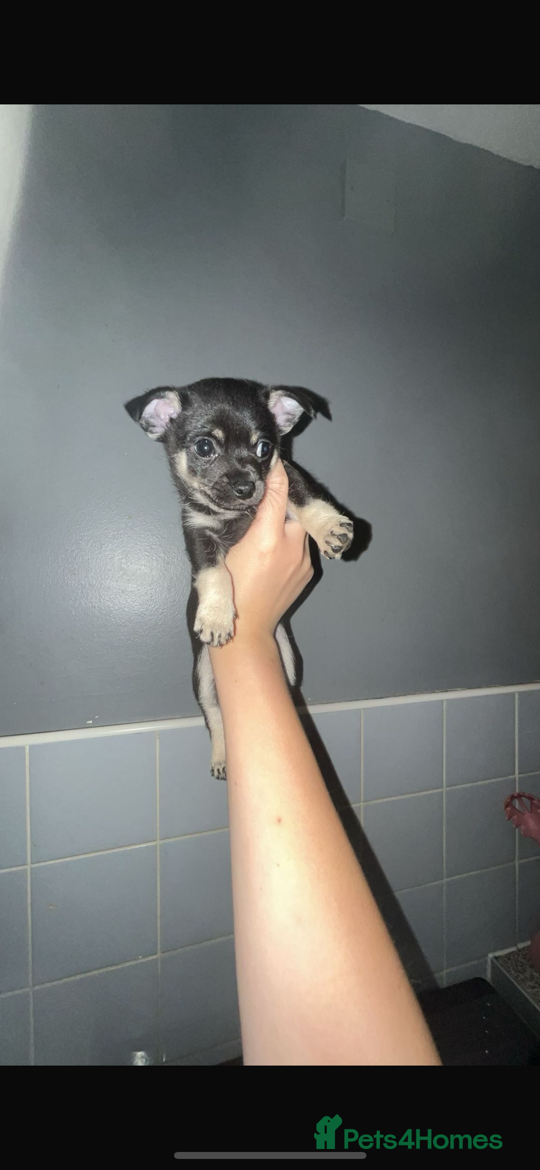 Chihuahua dogs for sale: One boy made it  - Image 3