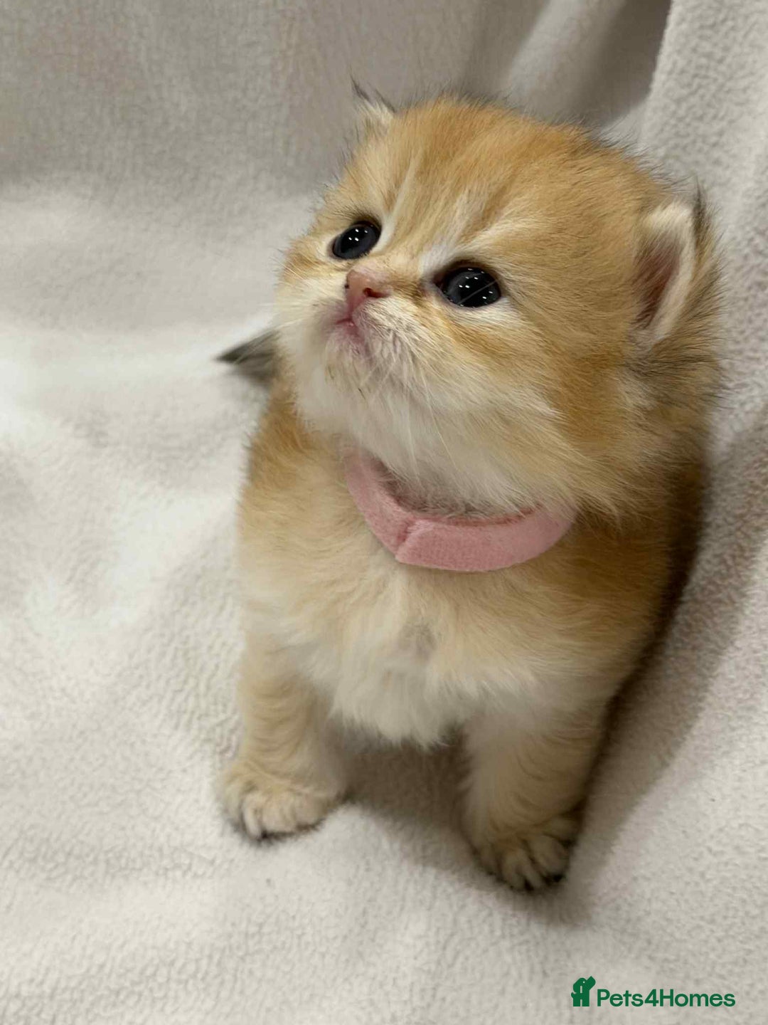 British Longhair cats for sale: ⭐️STUNNING GOLDEN BRITISH LONGHAIR TICA KITTENS⭐️ - Advert 15