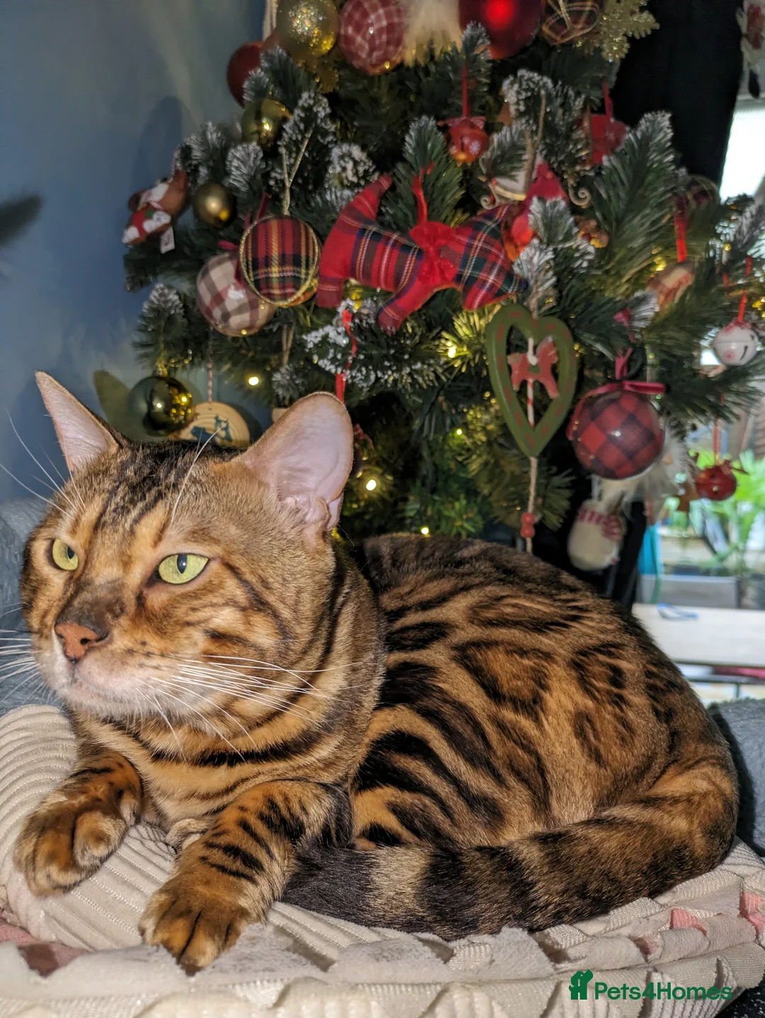 Bengal cats for stud: Impressive Stud Bengal TICA WCF reg in Harlow - Advert 14