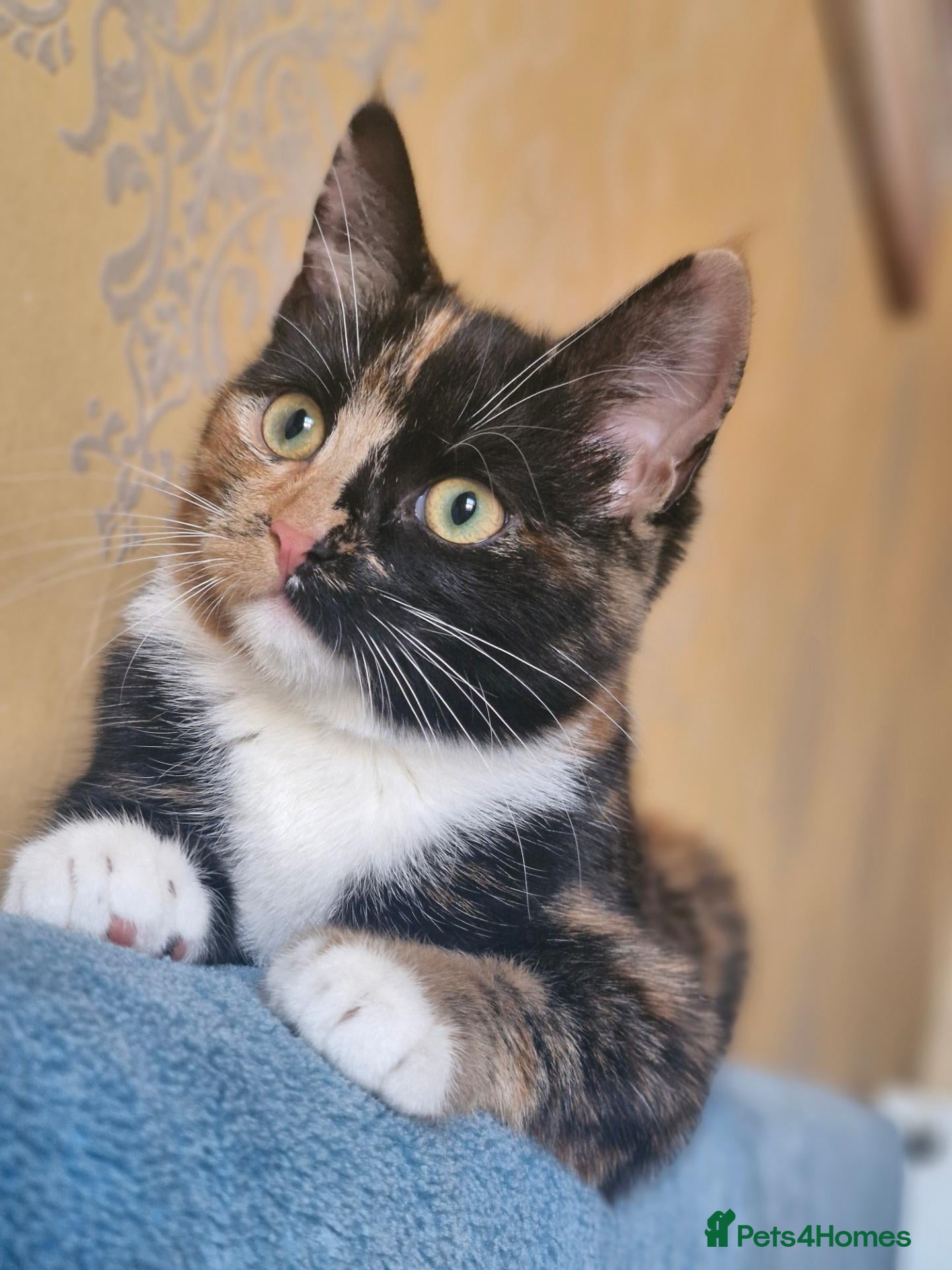 Mixed Breed cats Kittens are looking for a new home. - Advert 17