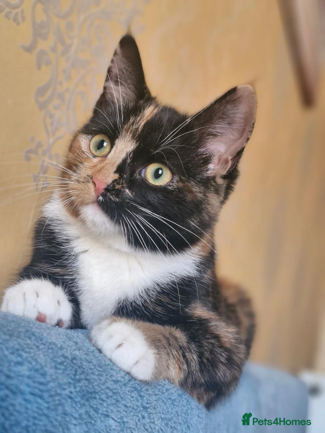 Mixed Breed cats for sale: Kittens are looking for a new home. - Advert 1