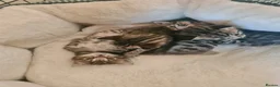 Bengal cats for sale: Kittens x bengal  - Advert 5