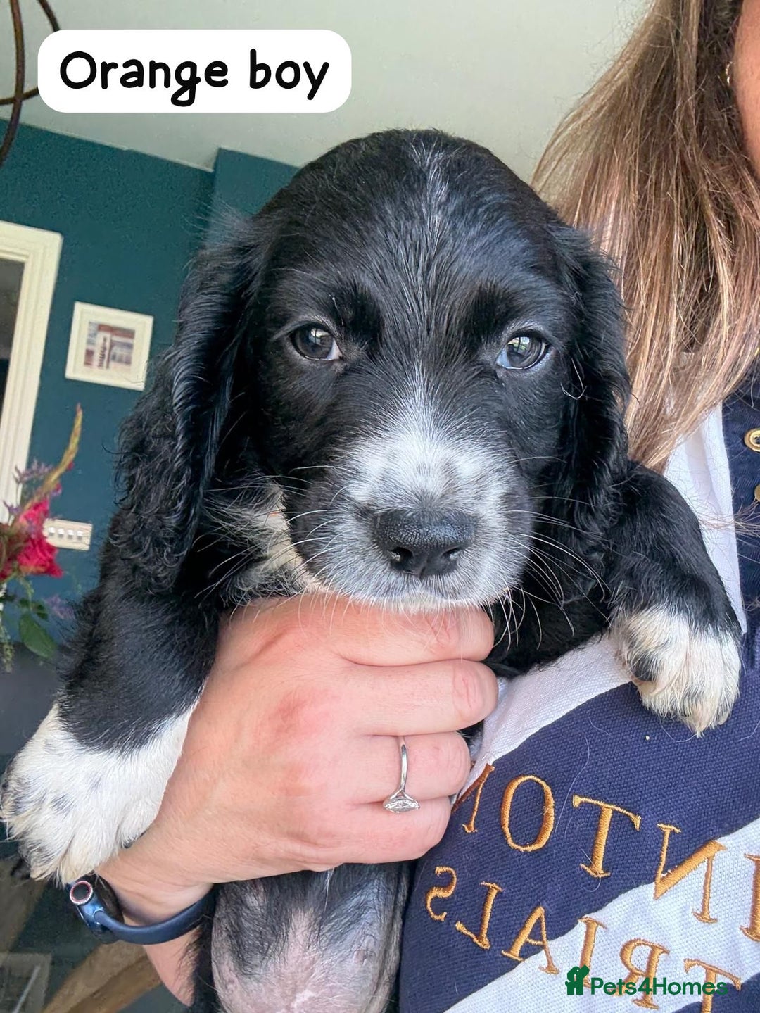 Sprocker dogs for sale: Sprocker Spaniel pups READY NOW - Image 15