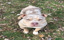 American Bully dogs for stud: Stunning ABKC Reg American Bully Lilac Tri Merle  - Image 2