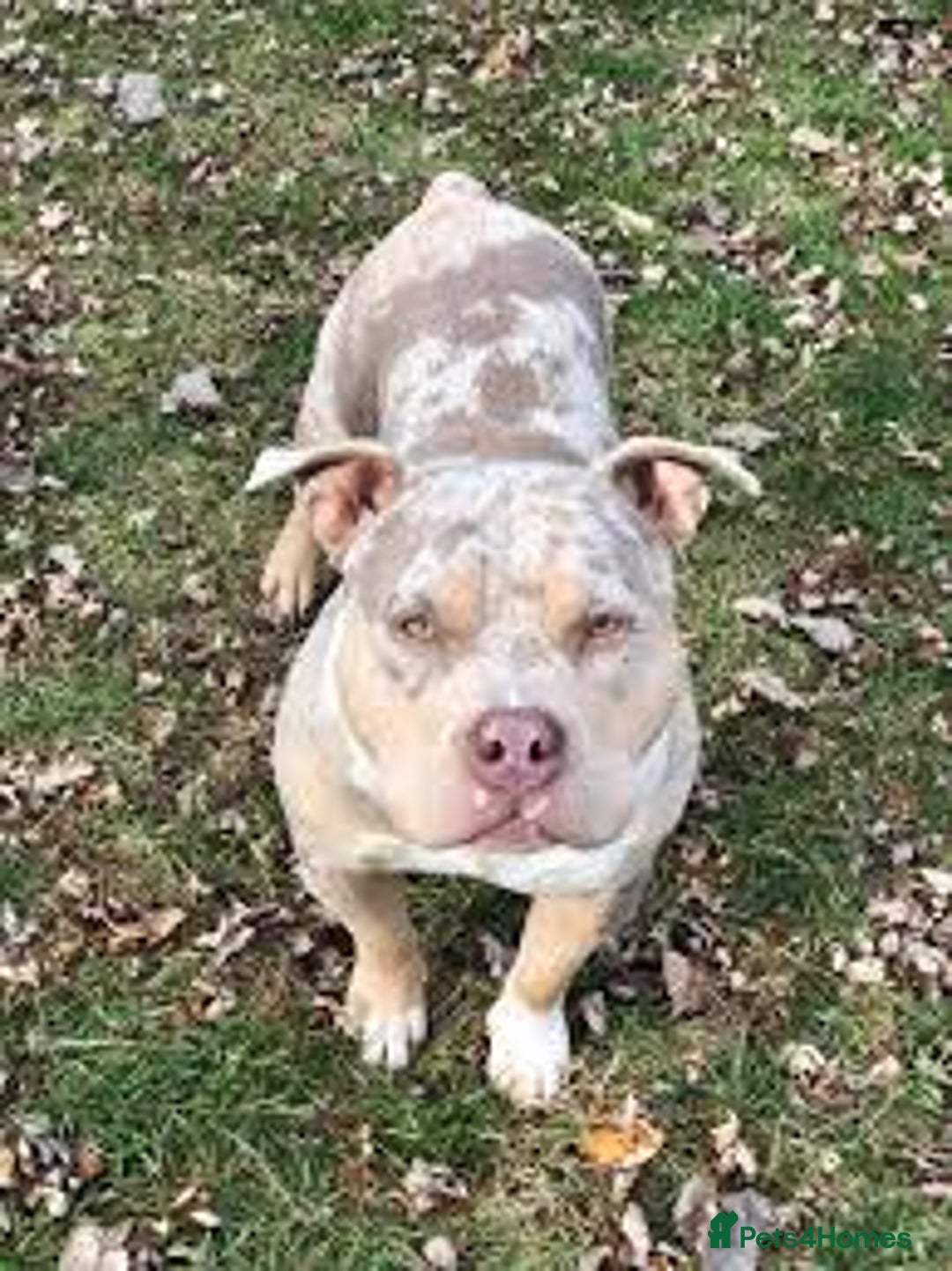 American Bully dogs for stud: Stunning ABKC Reg American Bully Lilac Tri Merle  - Image 2