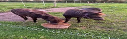 Miniature horses for sale: Falabella blend colt - Advert 5