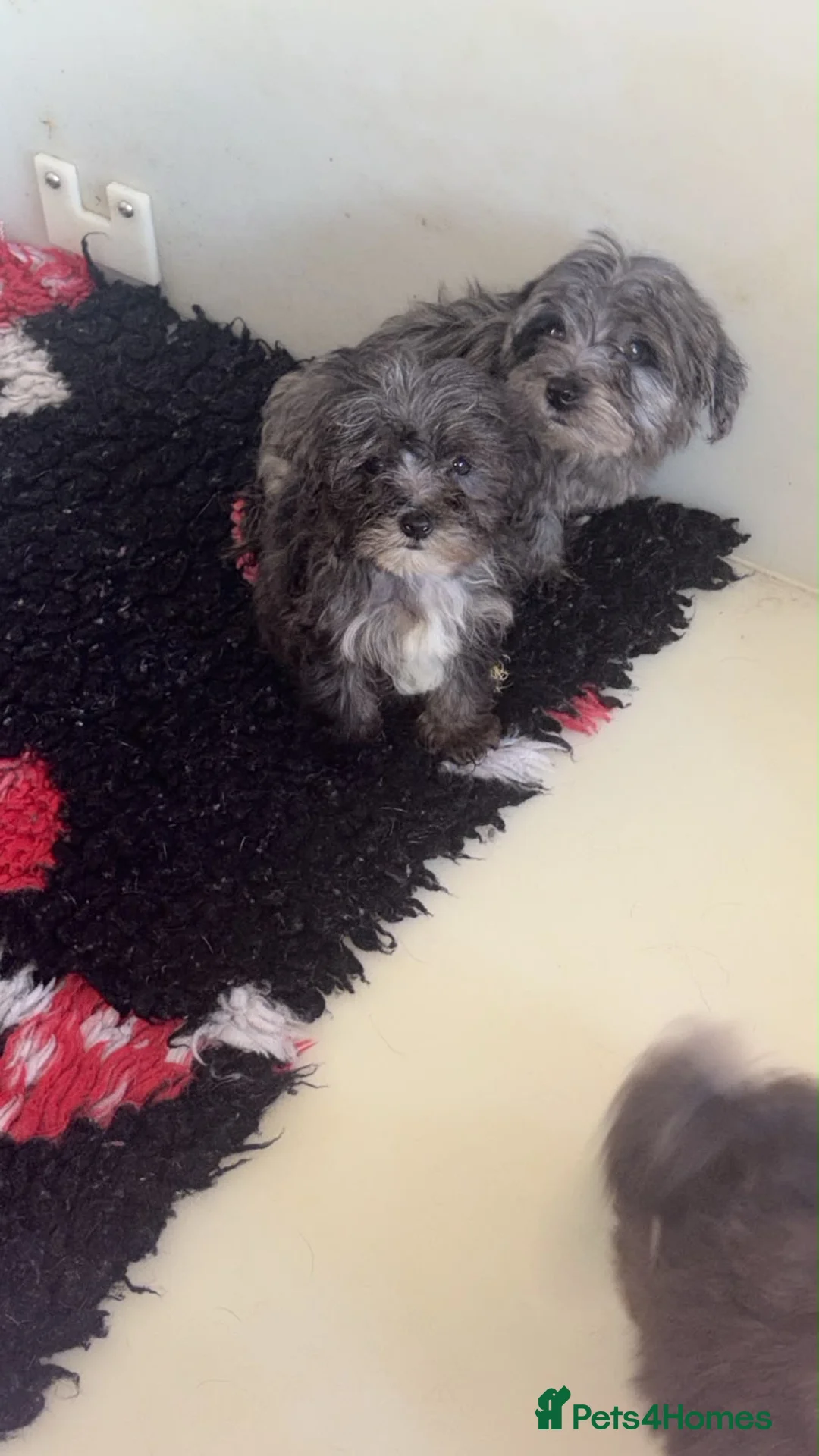 Mixed Breed dogs for sale: Cockapoo mix yorkiepoo - Advert 2