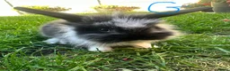 Lionhead rabbits for sale: Lionhead rabbits for sale  - Advert 6
