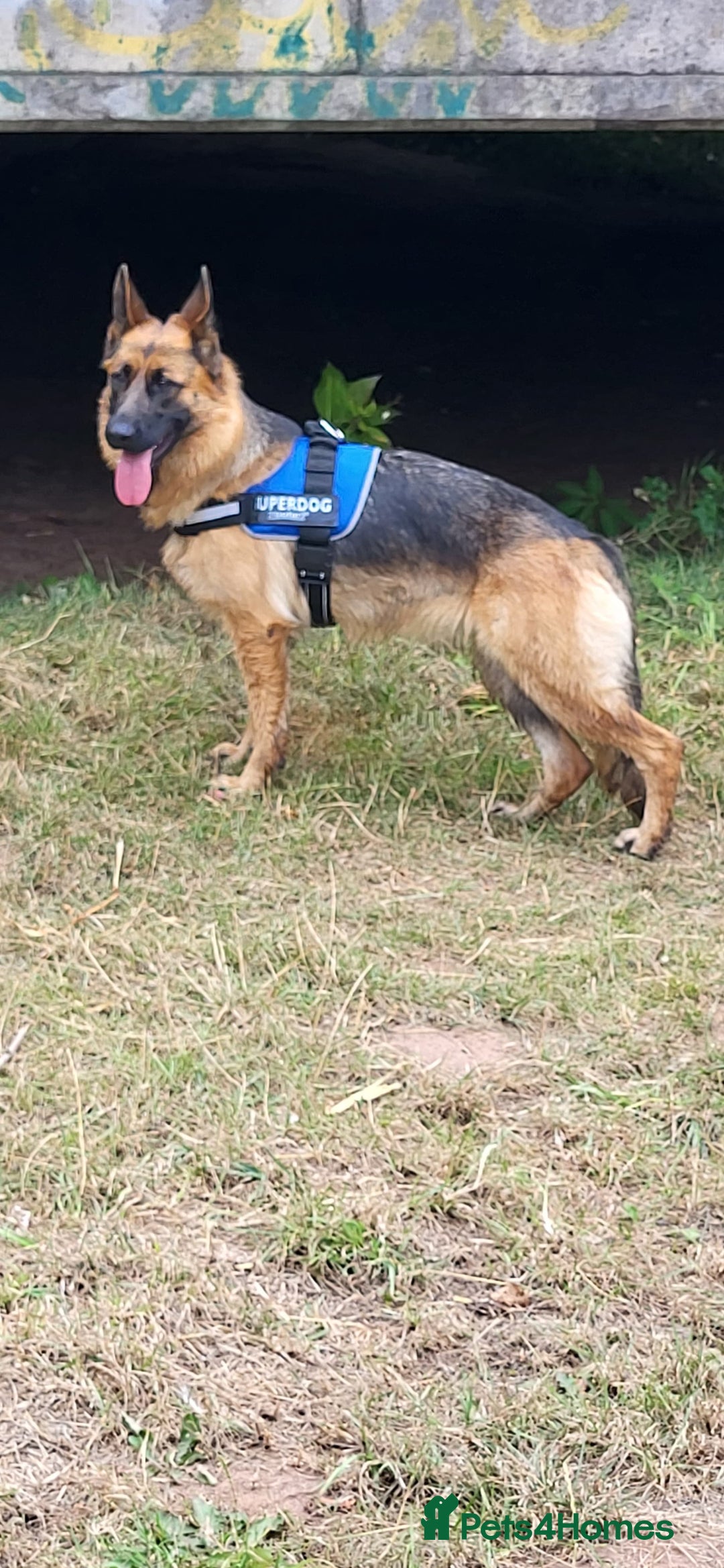 German Shepherd dogs for sale: Friendly Female German Shepherd –Strong Bloodlines - Advert 7