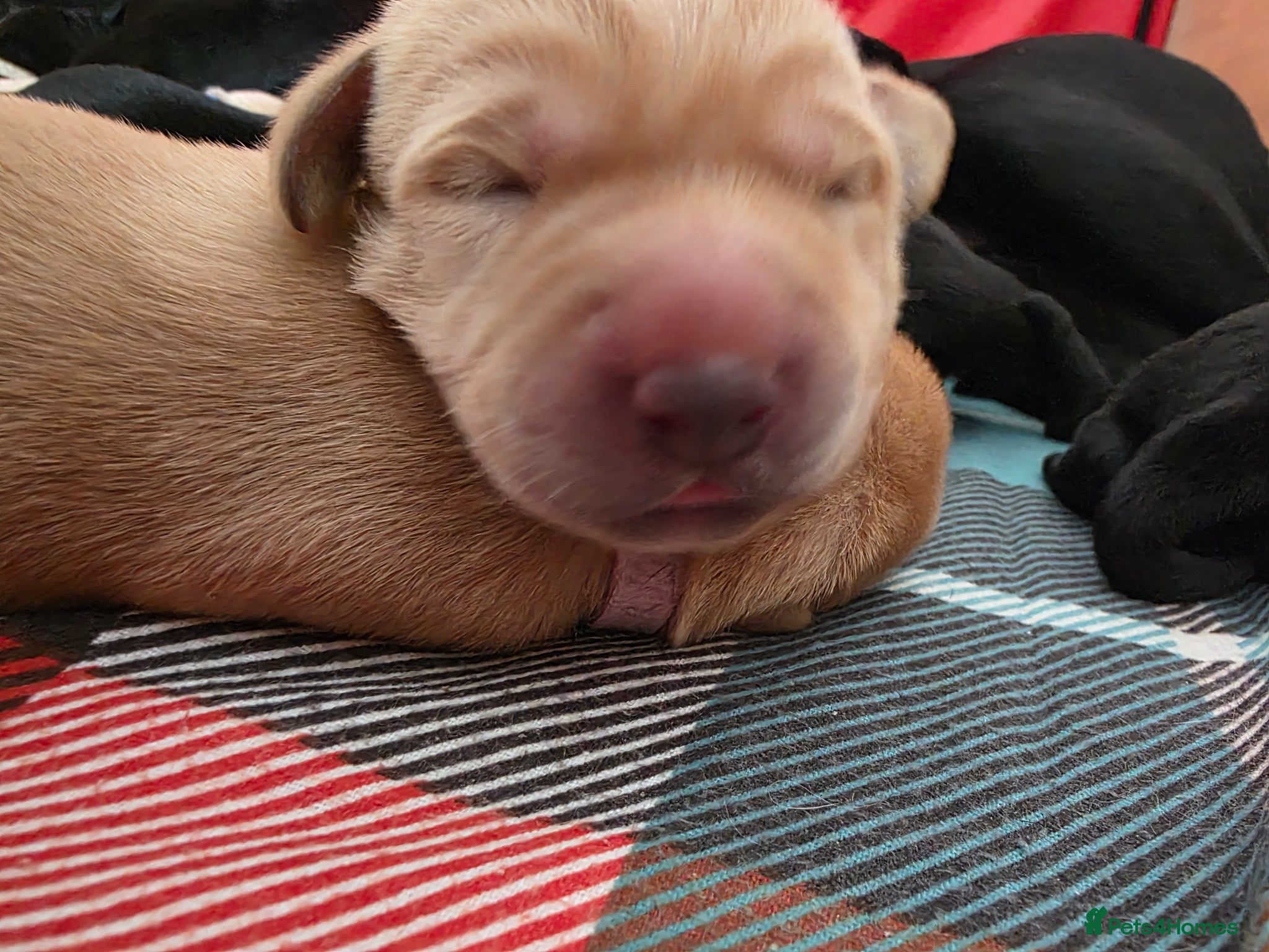 Labrador Retriever dogs Beautiful labrador for sale  - Advert 1