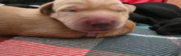 Labrador Retriever dogs for sale: Beautiful labrador for sale  in Sleaford - Advert 1