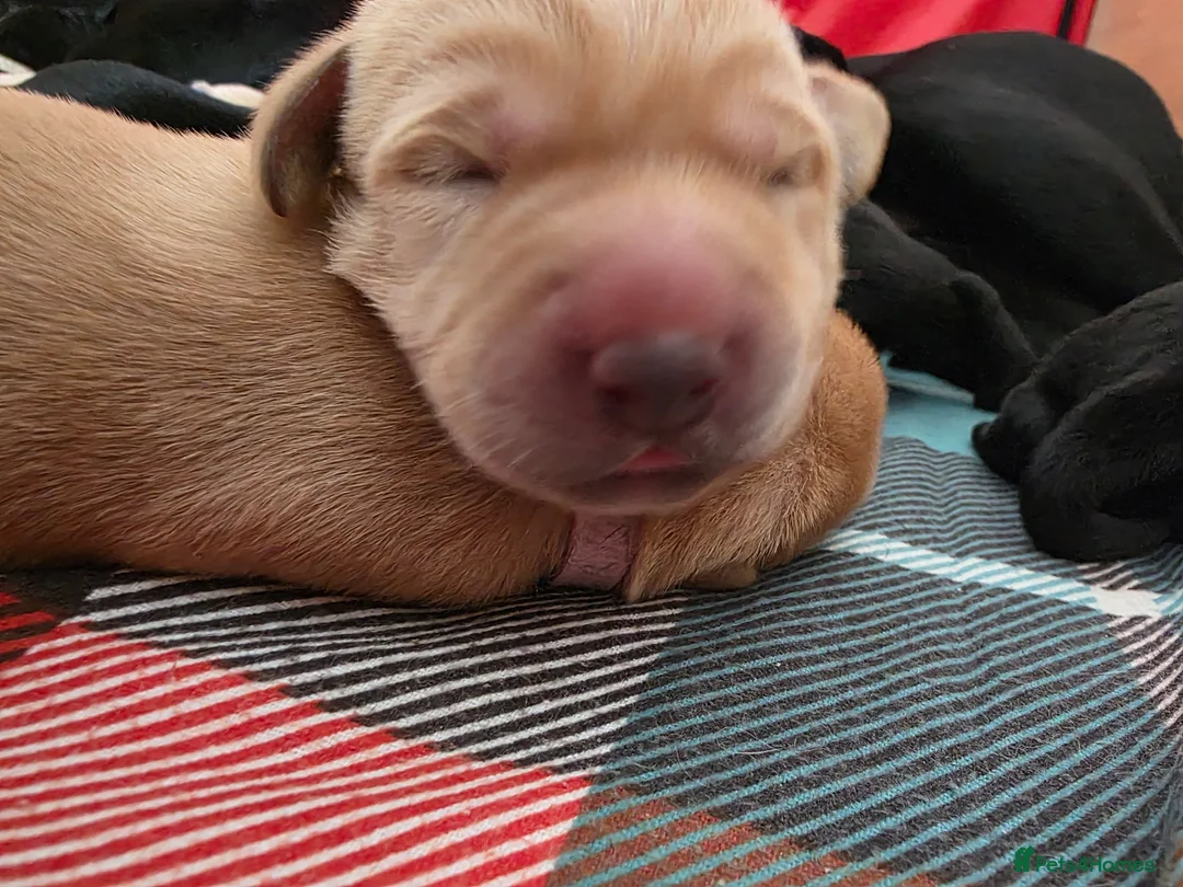 Labrador Retriever dogs for sale: Beautiful labrador for sale  in Sleaford - Advert 1