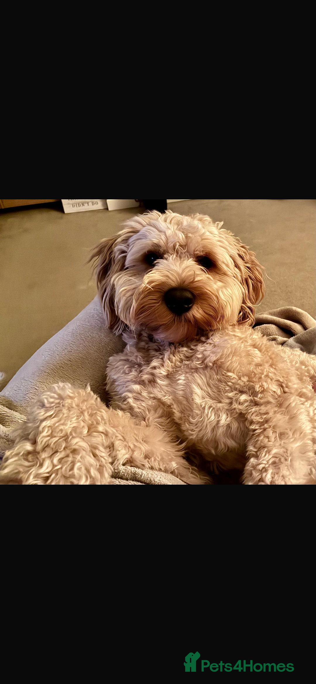 Schnoodle dogs for stud: Frankie available for stud. - Advert 2