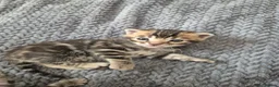 Bengal cats for sale: Champion Bloodline TICA Bengal Kittens in Peterborough - Advert 17
