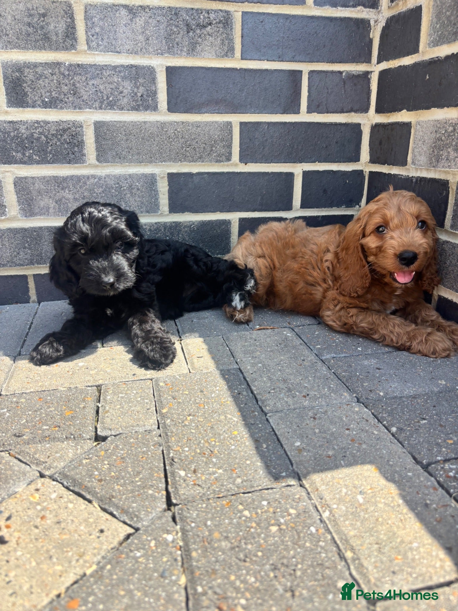 Cockapoo dogs TWO PUPPIES READY TO LEAVE NOW KC PARENTS  - Advert 1