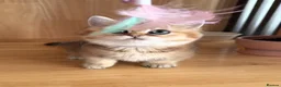Munchkin cats for sale: Beautiful Munchkin Kitten - Advert 3