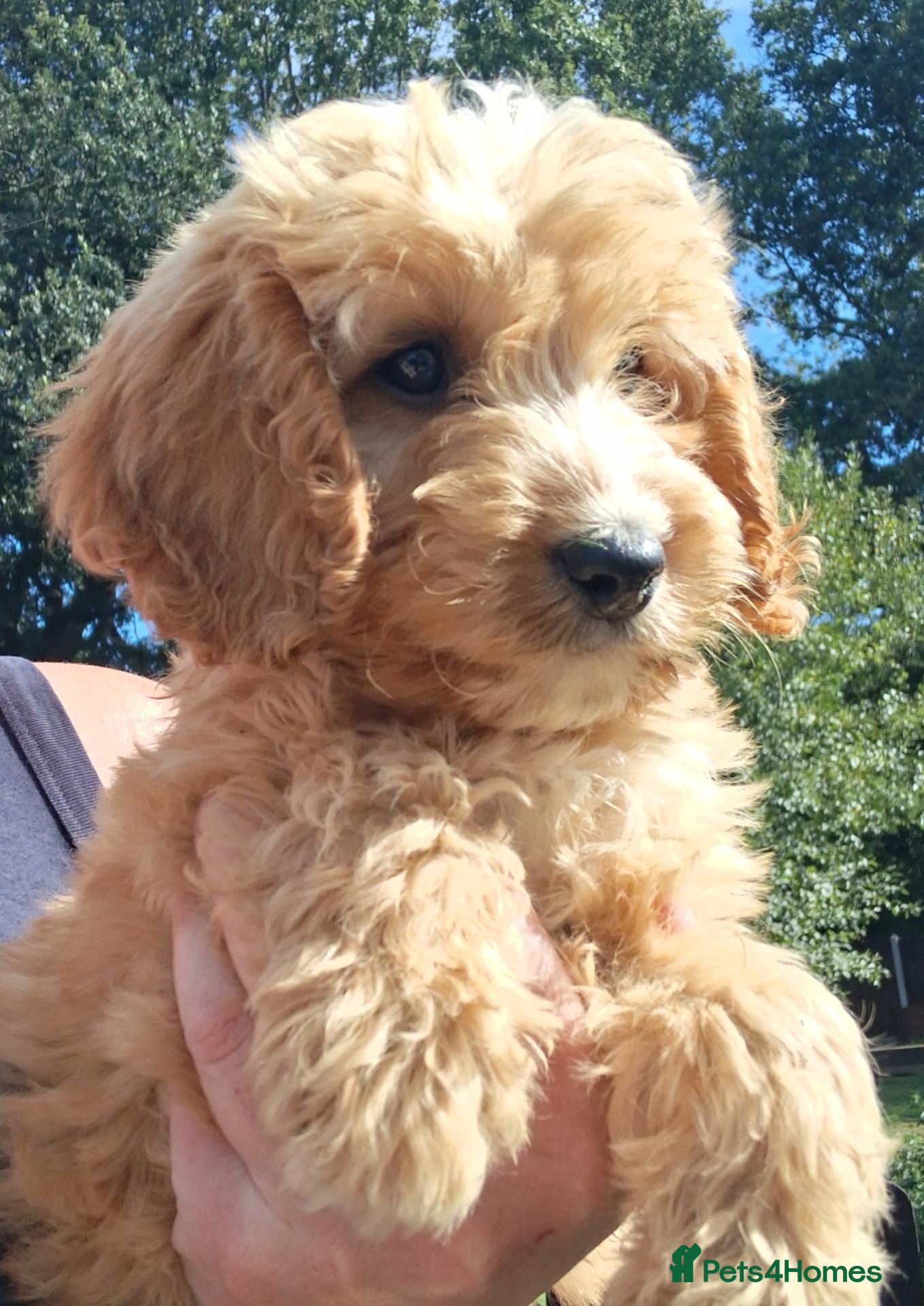 Cockapoo dogs Cockapoo puppies for sale  - Advert 1