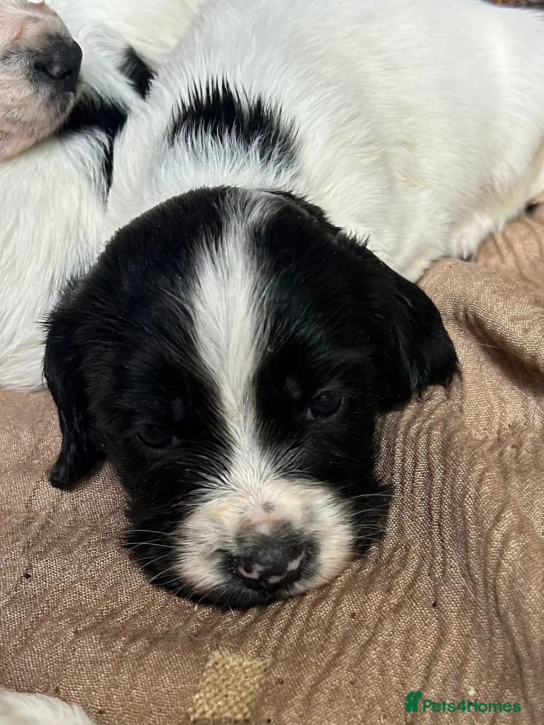 English Springer Spaniel dogs for sale: Striking Traditional English Springer Spaniel pups - Advert 12
