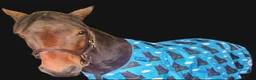 American Standardbred horses for sale: Lovely gelding for sale in Egremont - Advert 2