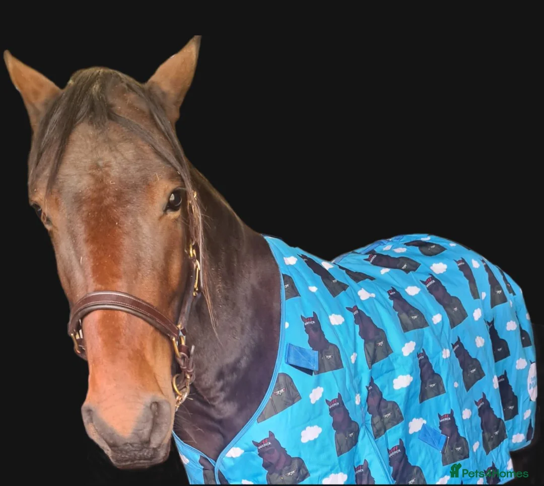American Standardbred horses for sale: Lovely gelding for sale in Egremont - Advert 2