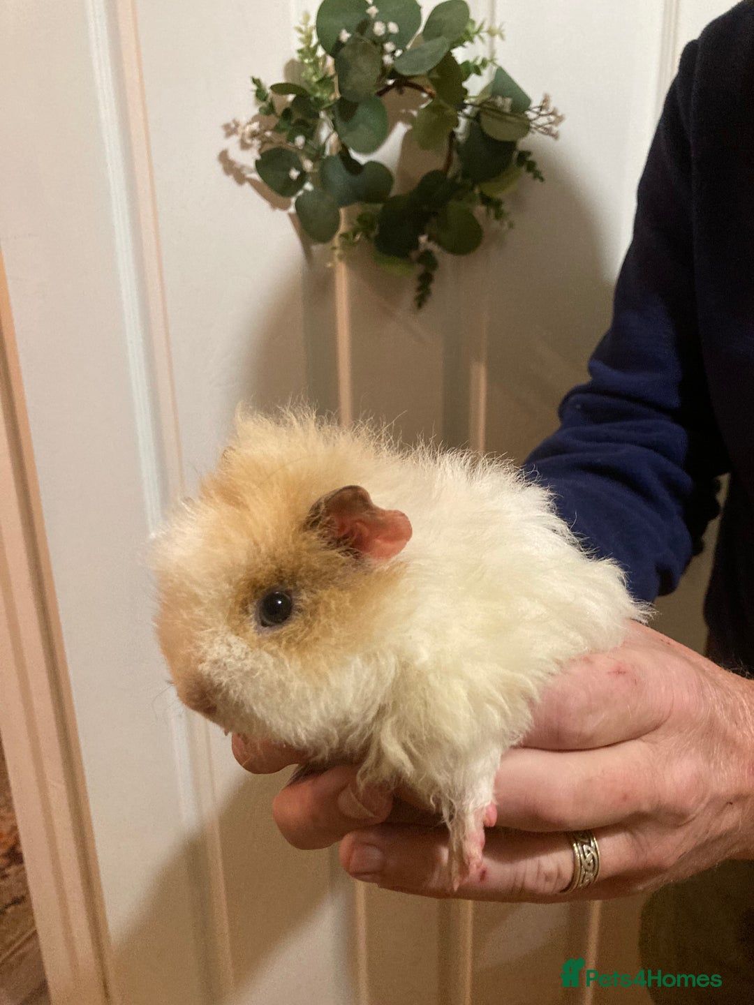 Guinea Pig rodents for sale: 5 gorgeous female Guinea pigs for sale - Advert 13