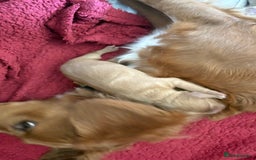 Sprocker dogs for sale: Sprocker for sale - Image 4
