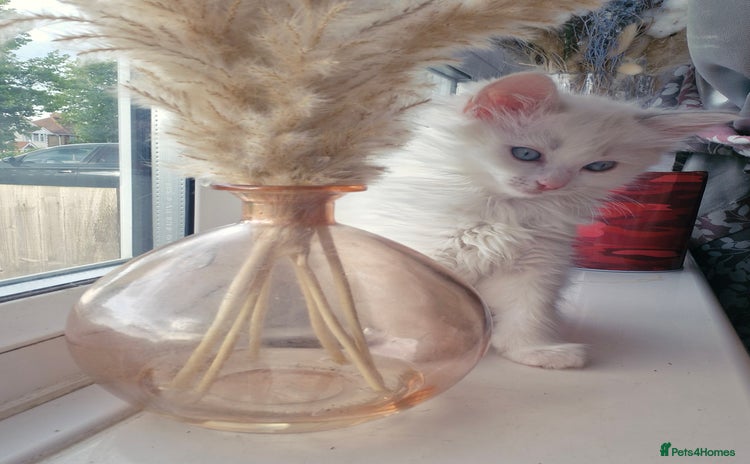 Ragdoll cats - Advert 6