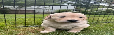 Golden Retriever 5