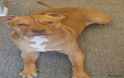 Mixed Breed dogs for sale: Loving Dog Looking for a Forever Home! - Advert 15