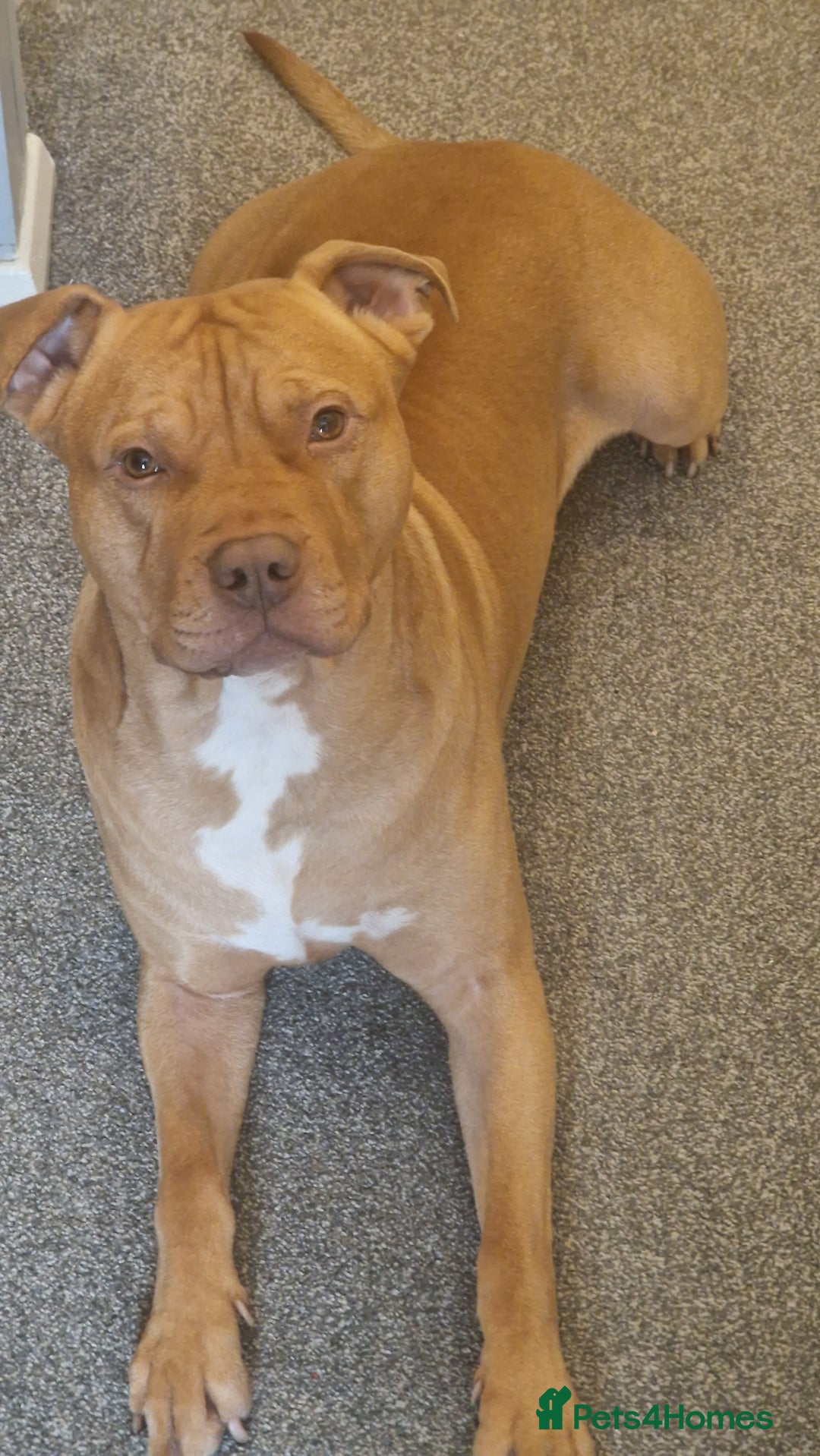 Mixed Breed dogs for sale: Loving Dog Looking for a Forever Home! - Advert 15