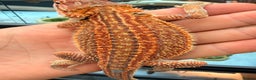 Bearded Dragon reptiles for sale: Super red and Gstripe Baby Breaded dragons - Advert 6