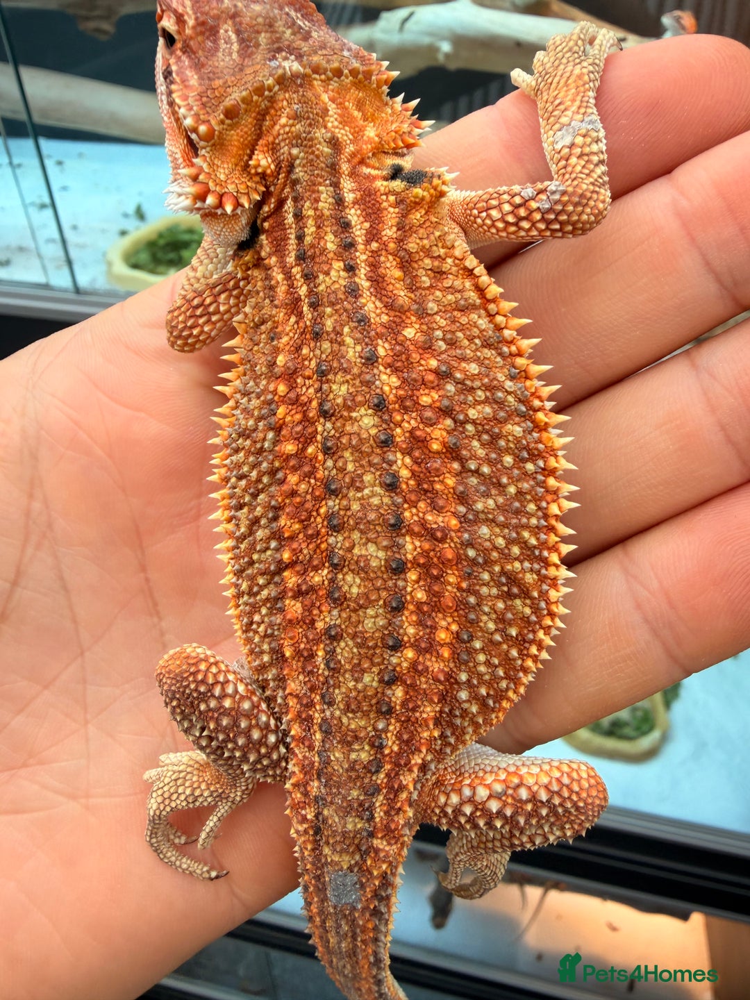 Bearded Dragon reptiles for sale: Super red and Gstripe Baby Breaded dragons - Image 6