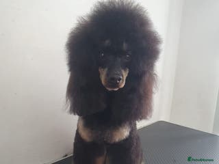 Maltipoo dogs Proven Pra clear Kcreg phantom toy poodle for stud in Manchester - Advert 1