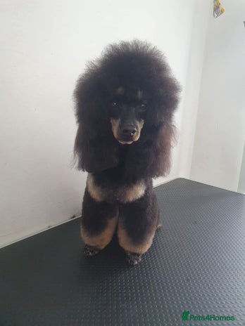 Maltipoo dogs Proven Pra clear Kcreg phantom toy poodle for stud in Manchester - Advert 1