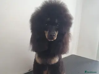 Maltipoo dogs Proven Pra clear Kcreg phantom toy poodle for stud in Manchester - Advert 1