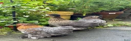 Chickens poultry for sale: 2 Pekin bantam & 1 silkie cross  - Advert 3