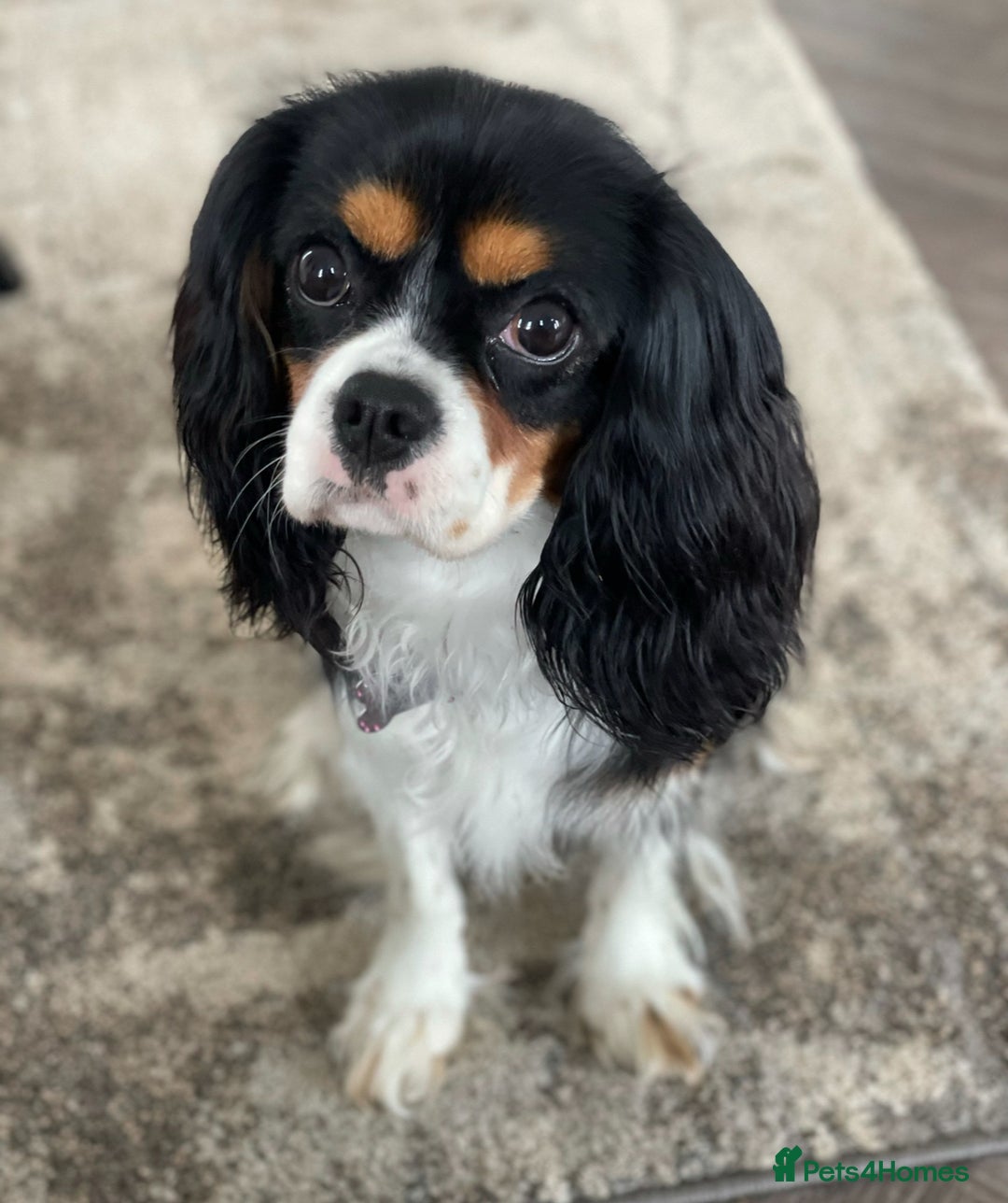 Cavapoo dogs for sale: Waiting list open for cavapoo puppies  - Image 4