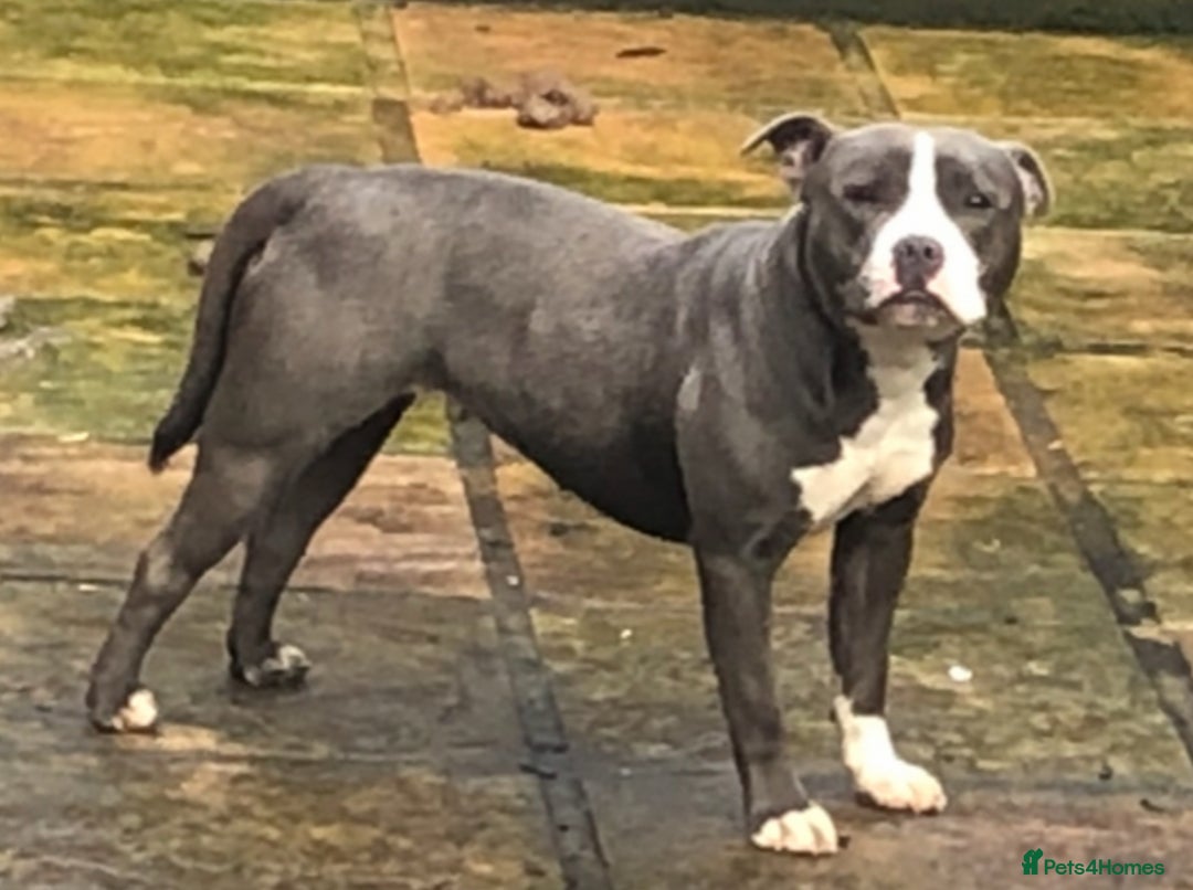 Staffordshire Bull Terrier dogs for sale: Mum and daughter  - Image 4