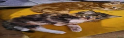 Persian cats for sale: Persion x  - Advert 16
