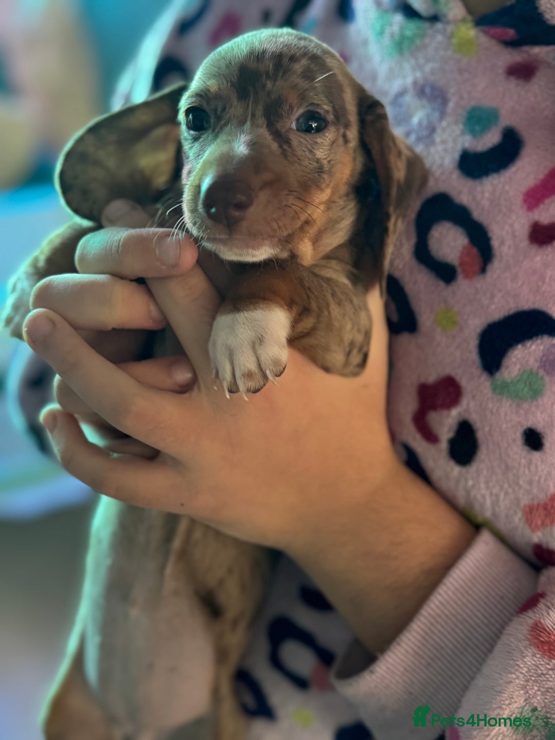 Dachshund dogs for sale: Beautiful dachshund puppies  - Image 7