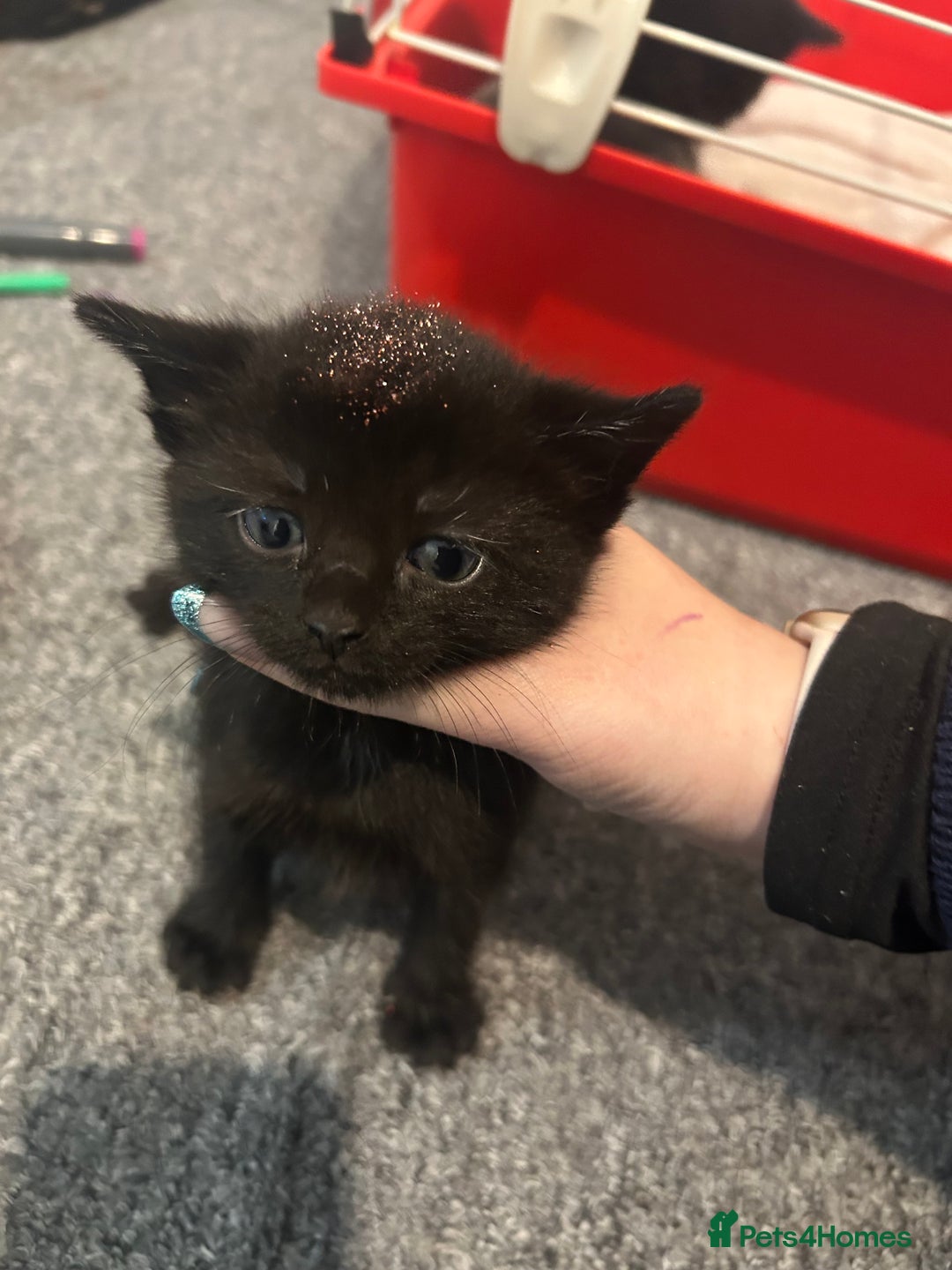 Mixed Breed cats for sale: 4 kittens for sale - Advert 3