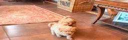 Cairn Terrier dogs for sale: STUNNING cairn-oodle pups 🐾 CUTE bundles of fluff - Advert 6