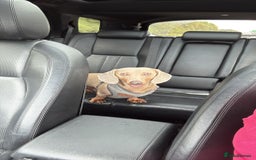 Miniature Dachshund dogs for stud: Isabella & Tan Miniature Daschund Stud - Image 4