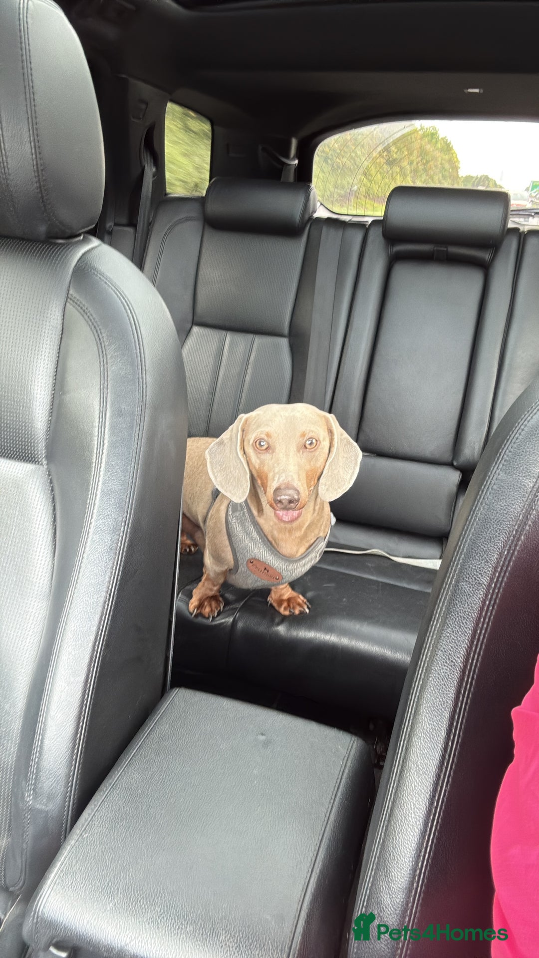 Miniature Dachshund dogs for stud: Isabella & Tan Miniature Daschund Stud - Image 4