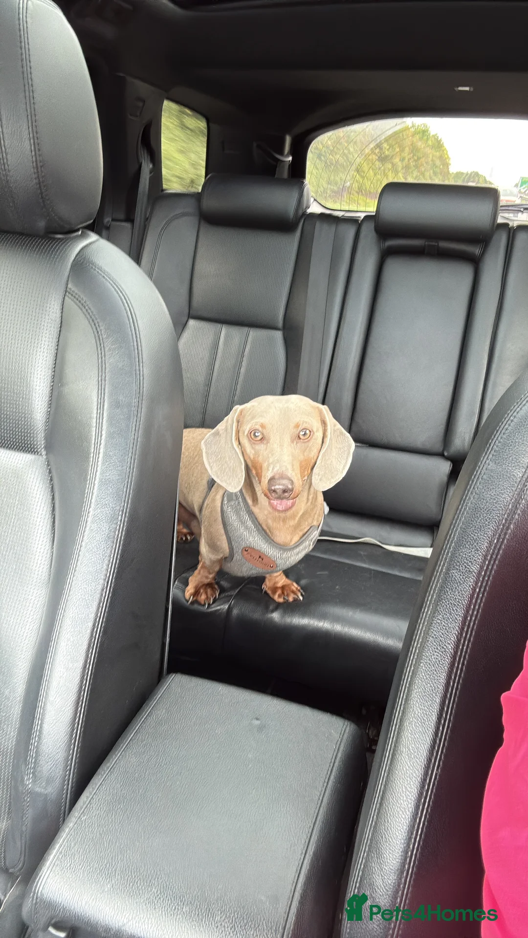 Miniature Dachshund dogs for stud: Isabella & Tan Miniature Daschund Stud - Advert 4